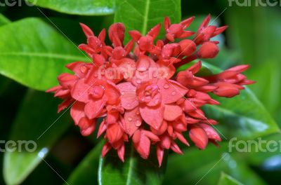 Red flower of West Indian Jasmine ( Ixora chinensis Lamk )