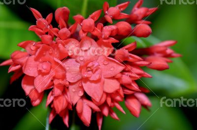Red flower of West Indian Jasmine ( Ixora chinensis Lamk )