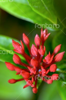 Red buds flower of Ixora chinensis Lamk