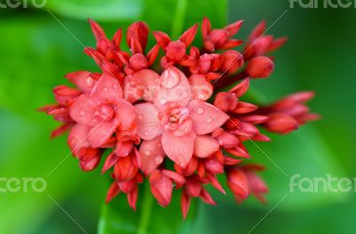 Red flower of West Indian Jasmine ( Ixora chinensis Lamk )