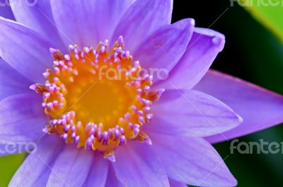 Close up top of Purple Lotus ( Nymphaea Nouchali )