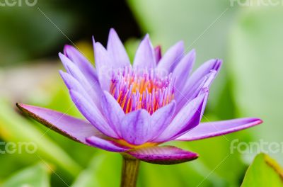 Purple Lotus flower ( Nymphaea Nouchali )