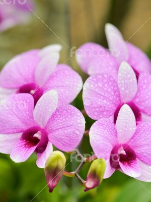 Dendrobium orchid hybrids is white and pink stripes
