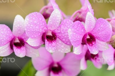 Dendrobium orchid hybrids is white and pink stripes