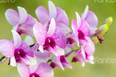 Dendrobium orchid hybrids is white and pink stripes