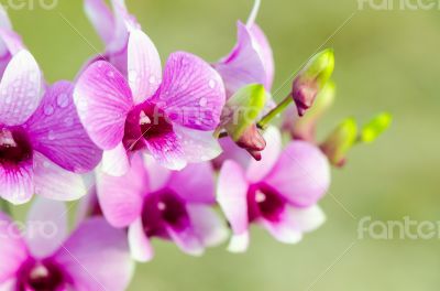 Dendrobium orchid hybrids is white and pink stripes