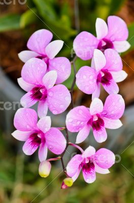 Dendrobium orchid hybrids is white and pink stripes