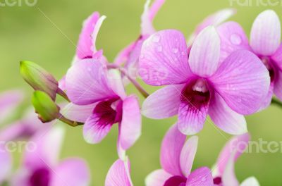Dendrobium orchid hybrids is white and pink stripes