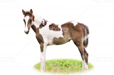 Brown and white foal isolated