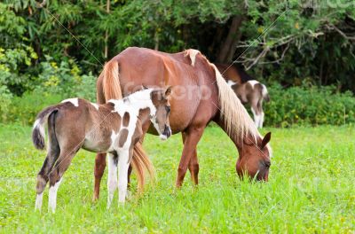 Mare and foal with brown white