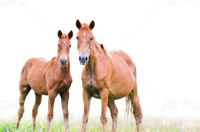 Brown mare and foal on white background