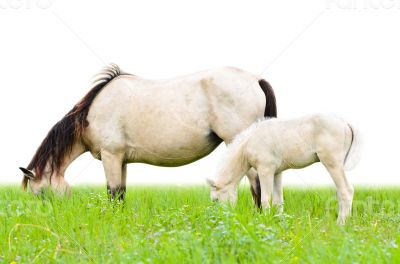 White horse mare and foal in grass