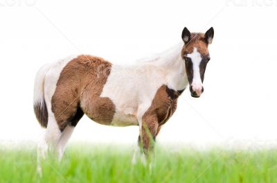 Young horses looking on white background