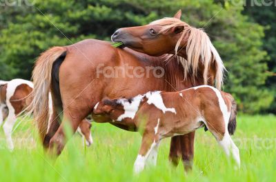 Horse foal suckling from mother