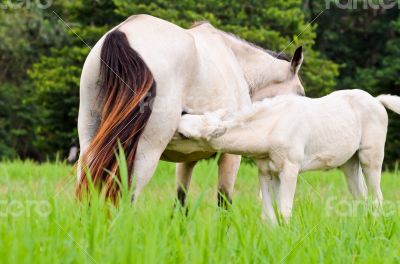 White horse foal suckling from mare