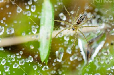 Lawn Wolf Spider (Hippasa holmerae)