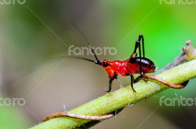 Conocephalus Melas tiny red Cricket
