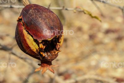 Single Pomegrante on Tree