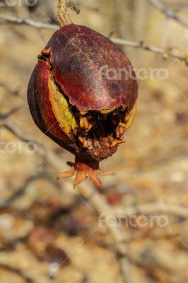 Pomegrante on Tree