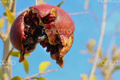 Pomegrante on Tree