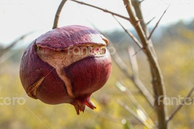 Single Pomegrante on Tree
