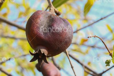 Pomegrante on Tree