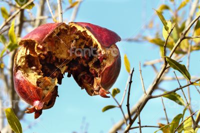 Pomegrante on Tree