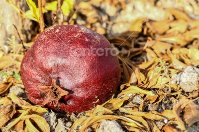 Pomegrante on Earth