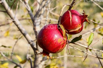 Pomegrante on Tree