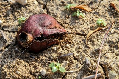 Pomegrante on Earth
