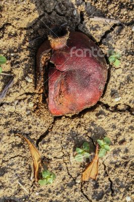 Pomegrante on Earth