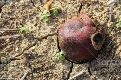 Single Pomegrante on Earth