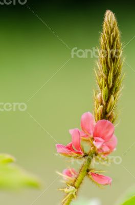 Small panicle of pink flower in meadow