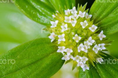 Small white flowers of Spermacoce Ocymoides