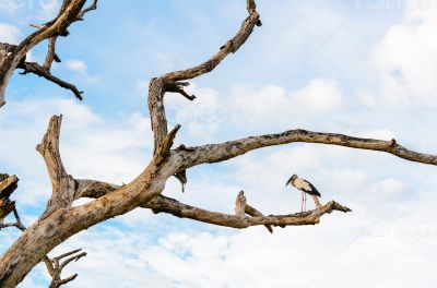 Asian Openbill (Anastomus oscitans) White bird standing alone