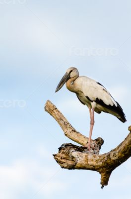 Asian Openbill (Anastomus oscitans) White bird standing alone