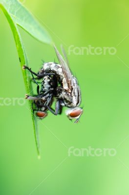 Flesh Fly mating