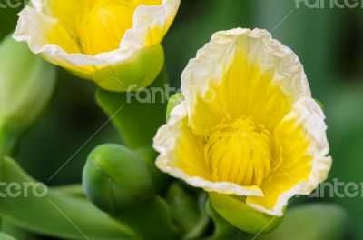 Yellow flower of Limnocharis flava