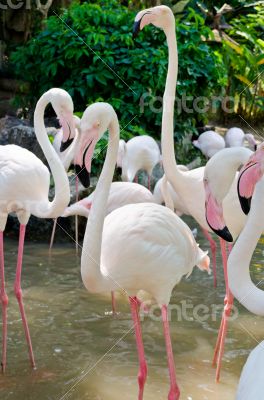 Greater Flamingos bird