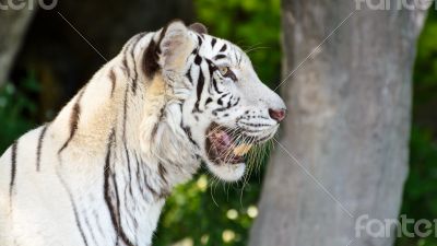 White Tiger