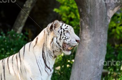 White Tiger