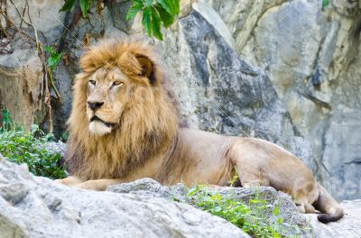  Male Lion 