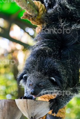 Asian Bearcat - Arctictis Binturong