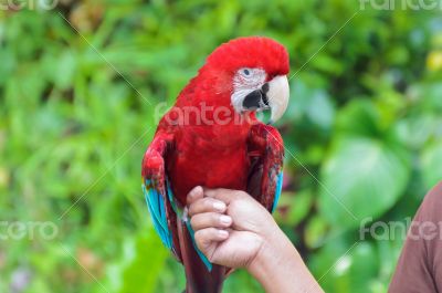 Green-Winged Macaw