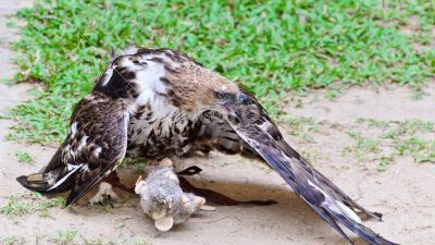 Changeable Hawk Eagle (Nisaetus limnaeetus)