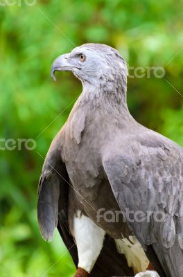Lesser Fish Eagle ( Ichthyophaga humili )
