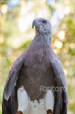 Lesser Fish Eagle ( Ichthyophaga humili )