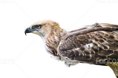 Changeable Hawk Eagle isolated on white
