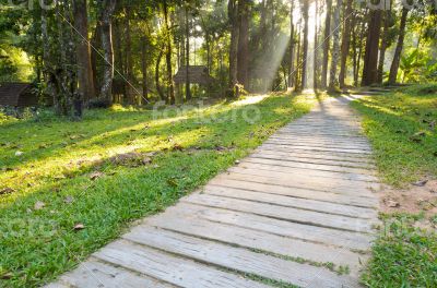 Pathways in tropical forests morning