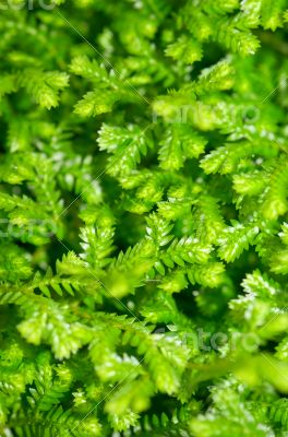 Selaginella kraussiana green small plant